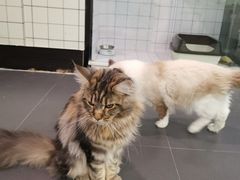 -十年猫舍·猫咪专门店(普陀店)