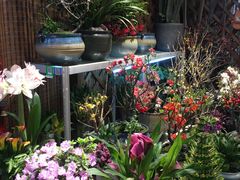 -双季花艺园艺市场(浦东店)