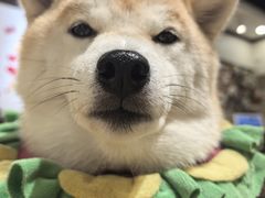 -逗柴咖啡屋·狗咖猫咖宠物桌游
