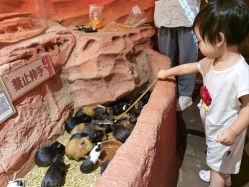 -Zoolung Zoolung动物主题公园(海信广场店)