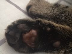 -喜多萌中农锦绣动物医院24H·猫科·牙科MRI·CT