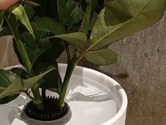 -四季餐厅·新津菜(环湖中路店)