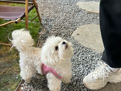 -J Create城市露营咖啡·简餐·宠物(上海动物园店)