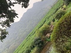 -中国茶叶博物馆(双峰馆区)
