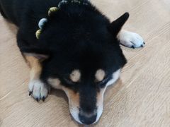 -南京Hallo宠物乐园·哈罗犬舍·柴犬繁育基地