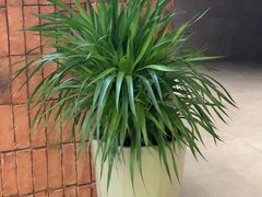 -何鲜菇火锅(大营盘店)