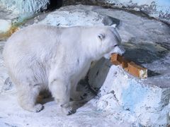 -皇家美孚·蛋糕外送(东部佳世客店)