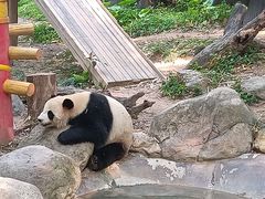 -广州长隆野生动物世界