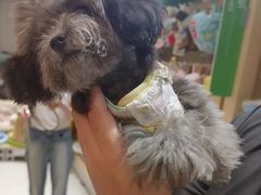 -帕帕拉兹宠物(亚洲旗舰店)