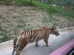 -北京野生动物园