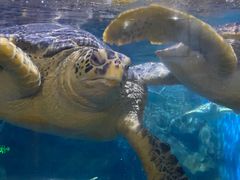 -烟台海昌鲸鲨海洋公园