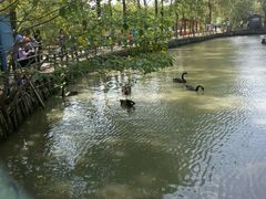 -溱湖国家湿地公园