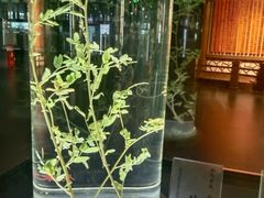-广东中医药博物馆