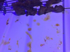 -红小姐的烤肉店(西三旗店)