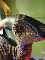 -恐龙探索乐园(磁器口店)