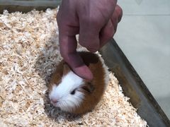 -怪兽屋·羊驼·猫咖·狗咖(俊华广场店)