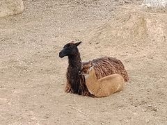 -青藏高原野生动物园