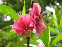 -南国桃园旅游度假区