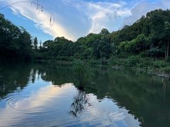 -深圳仙湖植物园