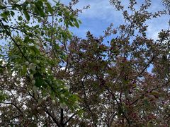 -长白岛森林公园