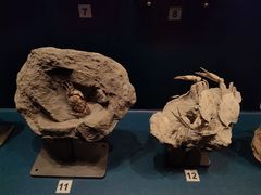 -正佳自然科学博物馆