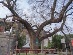 -洛阳周公庙博物馆