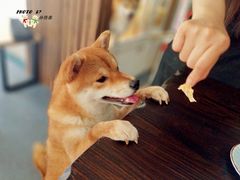 -柴源莊·柴小宠柴犬咖啡