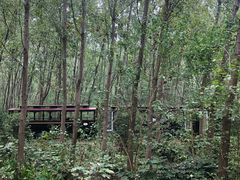 -合肥滨湖国家森林公园