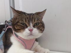 -瑞鹏宠物医院·骨科·猫科·内科(第一中心)