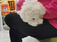 -悦宠动物医院(京丰分院)