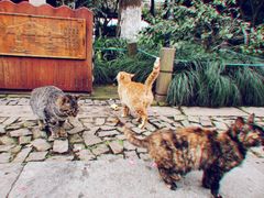 -西湖外事游船(花港观鱼码头)