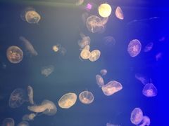 -福州罗源湾海洋世界旅游区