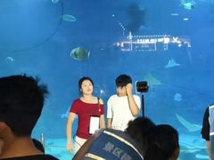 -烟台海昌鲸鲨海洋公园