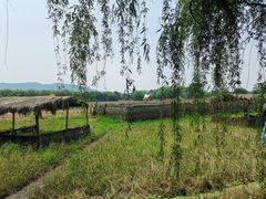 -长兴太湖图影湿地文化园