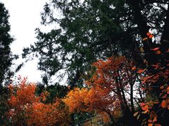 -香山公园
