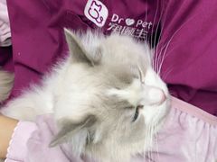 -宠颐生猫科·内科皮肤科(西平世纪城店)