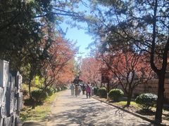 -清东陵