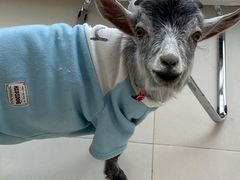 -怪兽屋·羊驼·猫咖·狗咖(俊华广场店)