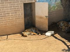 -西霞口神雕山野生动物世界