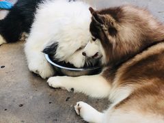 -TrueLove @ Neverland (Husky Cafe)