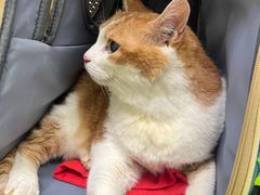 -凯特喵百思猫专科医院
