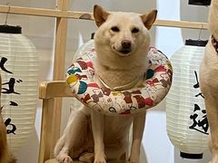 -柴迷FANS CLUB·柴犬狗咖·猫咖