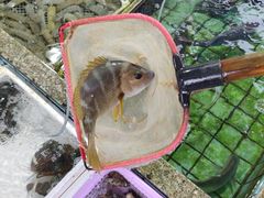 -霞涌市场海鲜摆卖区