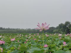 -西青郊野公园