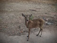 -清迈夜间动物园