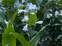 -西湖风景区-江洋畈生态公园