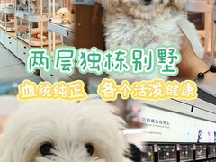 -翊宠yipet猫狗购宠庄园犬舍•猫舍