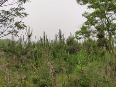-日照海滨国家森林公园