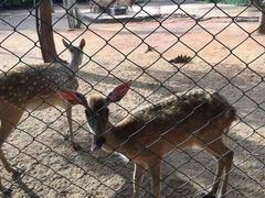 -海南热带野生动植物园