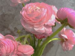 -LESCEDARS Brasserie Bistro香柏树